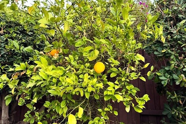 7 Carob, Newbury Park, CA 91320 — photo 14 of 50
