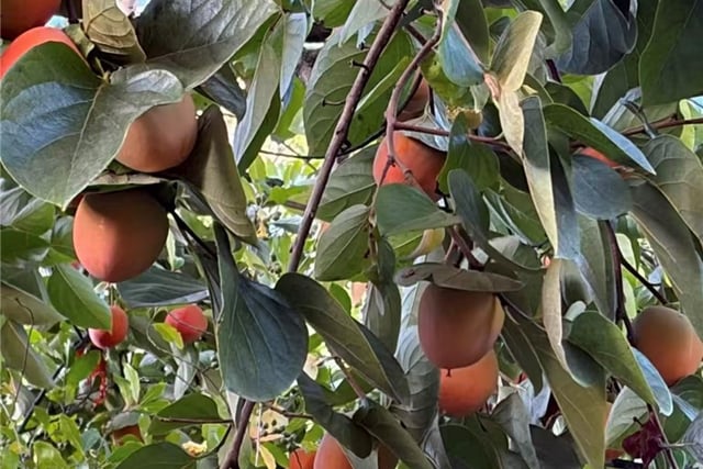 2119 S 5th Avenue, Arcadia, CA 91006 — photo 27 of 27